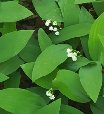 lily of the valley in yard